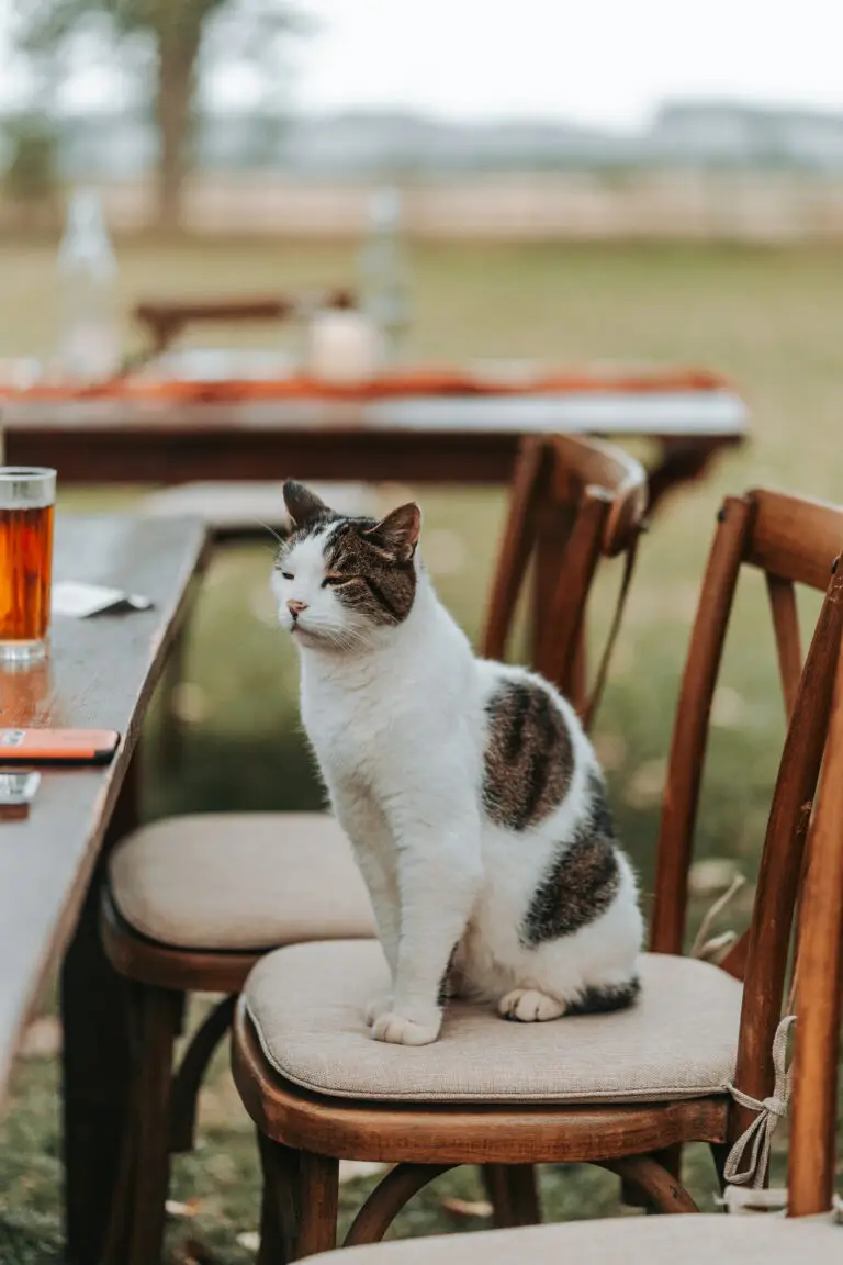 chat squatteur mariage en extérieur Lille